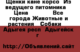 Щенки кане корсо! Из ведущего питомника! › Цена ­ 60 000 - Все города Животные и растения » Собаки   . Адыгея респ.,Адыгейск г.
